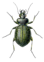 Calosoma reticulatum - Reitter.jpg