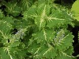 Coleus sp.2.jpg