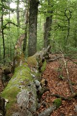 Fagus sylvatica Artzaparreta.jpg