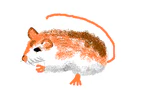 Gerbillusgerbillus.PNG
