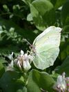Gonepteryx cleopatra taurica 1.jpg
