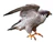 Male Peregrine Falcon (7172188034) white background.jpg