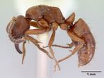 Pachycondyla amblyops casent0172431 profile 1.jpg