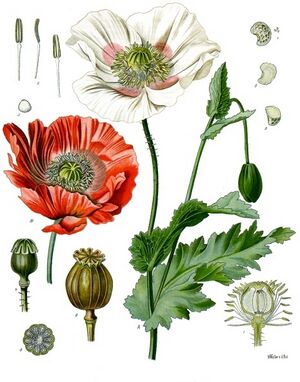 Papaver somniferum - Köhler–s Medizinal-Pflanzen-102.jpg