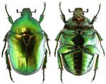 Protaetia aeruginosa.Habitus.jpg