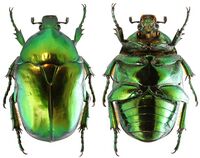 Protaetia aeruginosa.Habitus.jpg
