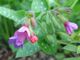 Pulmonaria officinalis.jpeg
