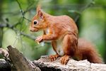 Red Squig - Scotland (36224037605).jpg
