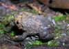 Rhombophryne coudreaui01.jpg