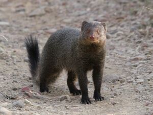 Ruddy mongoose.jpg
