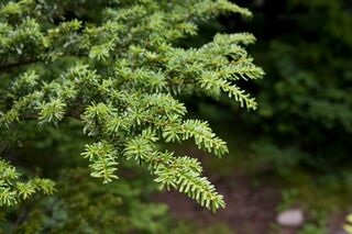 Tsuga diversifolia 03.jpg