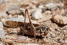 Decticus albifrons male (5012307671).jpg