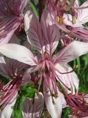 Dictamnus albus flower.JPG