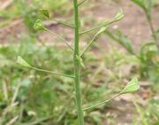 Herderstasje vruchten.jpg