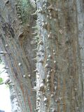 Pachira quinata trunks.jpg