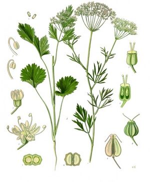 Pimpinella anisum - Köhler–s Medizinal-Pflanzen-240.jpg