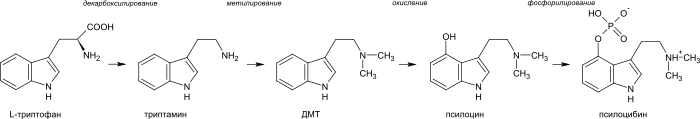 Psilocybin biosynthesis ru.svg