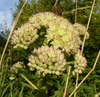 Sedum telephium subsp maximum 200807.jpg