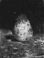 Édouard Manet - Poire (RW 355).jpg