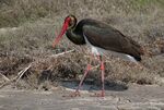 Black Stork - Lesvos.jpg