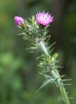 Carduus pycnocephalus 2.jpg