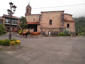 Celis vacas nati.jpg