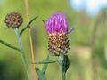 Centaurea jacea 20060719 003.jpg