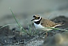 Charadrius dubius 4 (Marek Szczepanek).jpg