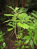 Cyanea platyphylla.jpg