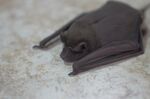 Daysleeper (7128734885).jpg