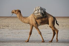 Dromedar / Dromader / Arabian, vai üks'gurbaine verblüd, solan samižel Efiopijas (2018)