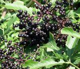 Elderberries2007-08-12.JPG