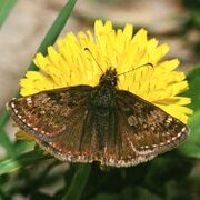 Erynnis.tages.1858.jpg