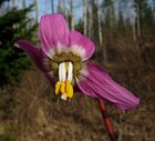 Erythronium sajanense IMG 2673.jpg