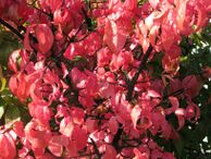 Euonymus verrucosus 7112.jpg