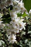 Falscher Jasmin IMG 5357.JPG