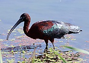Glossy Ibis, Plegadis falcinellus at Marievale Nature Reserve, Gauteng, South Africa (8062995000).jpg