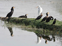 Great Cormorants with Darter, other Cormorants & Great Egret I2 IMG 9369.jpg
