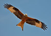 Milvus milvus Jura.jpg