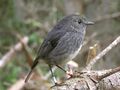 NZ North Island Robin-2.jpg