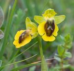 Ophrys lutea Zingaro 180307.jpg