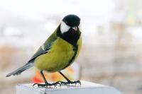 Parus major -Siberia, Russia-8.jpg