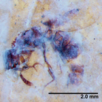 Ponerites fossil.png