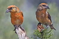 Red Crossbills (Male).jpg