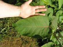 Reynoutria sachalinensis 2 beentree.jpg