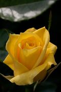 Rose, Friesia - Flickr - nekonomania (4).jpg