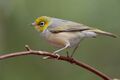 Silvereye Jan 2010.jpg