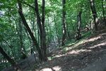 Sparrow Hills Forest.jpg