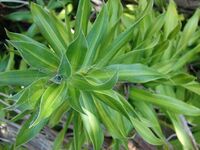 Starr 071024-0145 Dracaena reflexa.jpg