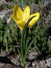 Sternbergia lutea MILAN.jpg